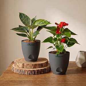 Philodendron Birkin Anthurium Live Indoor 2-Plant