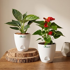 Philodendron Birkin Anthurium Live Indoor 2-Plant