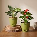 Philodendron Birkin amp Anthurium Live Indoor 2-Plant