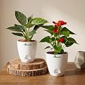 Philodendron Birkin amp Anthurium Live Indoor 2-Plant