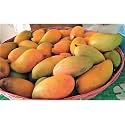 Pico Padero Mango Plant Grafted 2-3 Feet