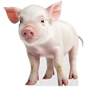 Piggy - Life Size Cardboard Cutout Standup People with Support Standee | Animals -