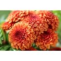 Pink Daisy Live Plant Pink Snowball