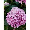 Pink Hydrangea Live Flower Plant with Pot
