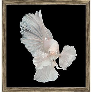 pitaara box betta big ear  canvas painting for bedroom amp living room  antique golden frame  12 x 125 inch 30 x 32 cms