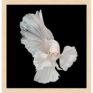 pitaara box betta big ear  canvas painting for bedroom amp living room  natural brown frame  12 x 125 inch 30 x 32 cms