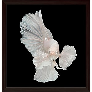 pitaara box betta big ear  canvas painting for bedroom amp living room  dark brown frame  12 x 125 inch 30 x 32 cms