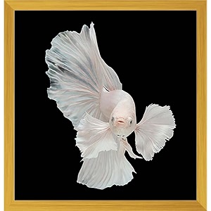 pitaara box betta big ear  canvas painting for bedroom amp living room  golden frame  20 x 208 inch 51 x 53 cms