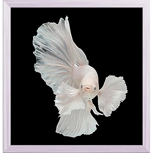 pitaara box betta big ear  canvas painting for bedroom amp living room  white frame  12 x 125 inch 30 x 32 cms