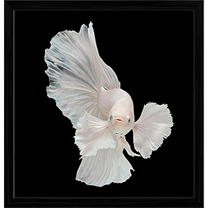 pitaara box betta big ear  canvas painting for bedroom amp living room  black frame  18 x 187 inch 46 x 47 cms