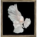 Pitaara Box Betta Big Ear | Canvas Painting for Bedroom &amp; Living Room | Antique Golden Frame | 12 x 12.5 inch (30 x 32 cms)