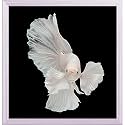 Pitaara Box Betta Big Ear | Canvas Painting for Bedroom &amp; Living Room | White Frame | 18 x 18.7 inch (46 x 47 cms)