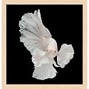 Pitaara Box Betta Big Ear | Canvas Painting for Bedroom &amp; Living Room | Natural Brown Frame | 14 x 14.6 inch (36 x 37 cms)