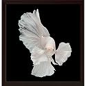 Pitaara Box Betta Big Ear | Canvas Painting for Bedroom &amp; Living Room | Dark Brown Frame | 18 x 18.7 inch (46 x 47 cms)
