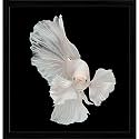 Pitaara Box Betta Big Ear | Canvas Painting for Bedroom & Living Room | Black Frame | 16 x 16.7 inch (41 x 42 cms)
