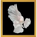 Pitaara Box Betta Big Ear | Canvas Painting for Bedroom &amp; Living Room | Golden Frame | 20 x 20.8 inch (51 x 53 cms)