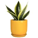 Plant Pot 5 Inch - Modern Round Indoor Ceramic Planter with Drainage Hole and Tray for Succulent Cactus Herbs Plants, Home House Garden Office Decor, Yellow