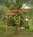 PLANTGENIC NATURE Coconut Plant  sapling
