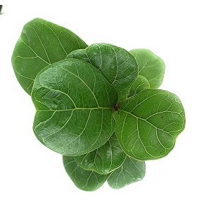 ficus lyrata fiddle leaf fig plant with self watering pot with white pebble green