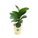 Ficus Lyrata Fiddle Leaf Fig Plant with Self Watering Pot With White Pebble (Peach)