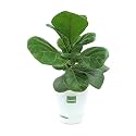 Ficus Lyrata Fiddle Leaf Fig Plant with Self Watering Pot With White Pebble (White)