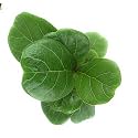 Ficus Lyrata Fiddle Leaf Fig Plant with Self Watering Pot With White Pebble (Marble)