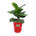 Ficus Lyrata Fiddle Leaf Fig Plant with Self Watering Pot With White Pebble (Red)