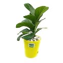 Ficus Lyrata Fiddle Leaf Fig Plant with Self Watering Pot With White Pebble (Yellow)