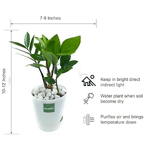 zz plant zamia air purifier plant with self watering pot zamioculcas zamiifolia white