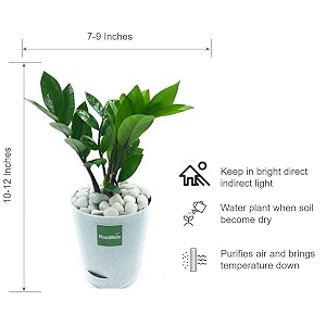 zz plant zamia air purifier plant with self watering pot zamioculcas zamiifolia marble