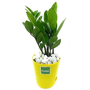 zz plant zamia air purifier plant with self watering pot zamioculcas zamiifolia yellow