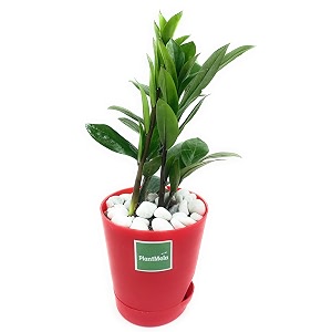 zz plant zamia air purifier plant with self watering pot zamioculcas zamiifolia red