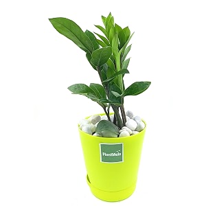 zz plant zamia air purifier plant with self watering pot zamioculcas zamiifolia green