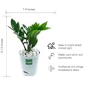 ZZ Plant, Zamia Air Purifier Plant With Self Watering Pot (Zamioculcas Zamiifolia) (marble)