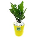 ZZ Plant, Zamia Air Purifier Plant With Self Watering Pot (Zamioculcas Zamiifolia) (Yellow)