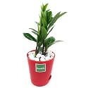 ZZ Plant, Zamia Air Purifier Plant With Self Watering Pot (Zamioculcas Zamiifolia) (Red)