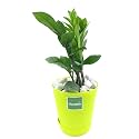 ZZ Plant, Zamia Air Purifier Plant With Self Watering Pot (Zamioculcas Zamiifolia) (Green)