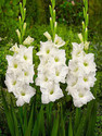 plantogallery Flower Bulbs | Gladiolus 'Amsterdam' Imported Flower Bulbs Best Quality Fresh Bulbs For Home Garden (Pack of 10 Bulbs) Seed (10 per packet)
