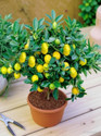 PLANTTOOZS Lemon Plant  sapling