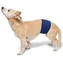 PlayaPup Male Dog Belly Band, Navy, XX-Small