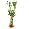 Live Spiral Lucky Bamboo/Dancing Sticks, 30cm Spiral Height, 10 Sticks, 1 Bundle