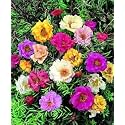 Green World Portulaca Double Mixed Flower Seeds