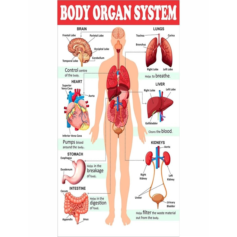 POSTER WALLAH Body Organ System Chart For Kids Poster Human Physiology ...