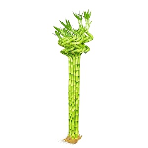 Pots Plants Spiral Lucky Bamboo Plant