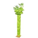 Pot39s amp Plant39s Spiral Lucky Bamboo Live