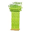 Pot39s amp Plant39s Spiral Lucky Bamboo Live