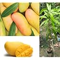 Premium Carabao Mango Plant Grafted For Bountiful