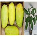 Premium Dasheri Mango Plant Grafted 2-3 Feet