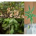 Premium Totapuri Mango Plant Grafted Hybrid -Fruit