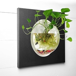 premium wall hanging fish bowl 9 inch acrylic for your home and office with free color pebbles 9 inch white
